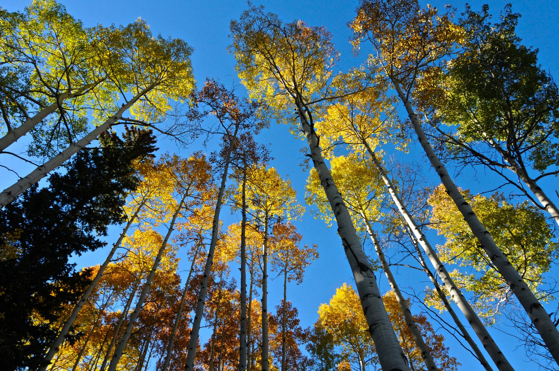 photo of Vail in the Autumn Season. photo by Laura Pollock
